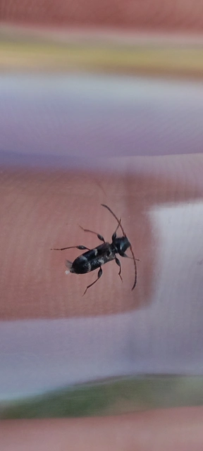 Phymatodes alni - apró háncscincér Phymatodes alni - apró háncscincér