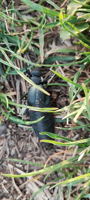 Meloe cicatricosus - óriásnünüke