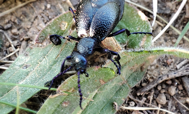 Meloe proscarabaeus - közönséges nünüke