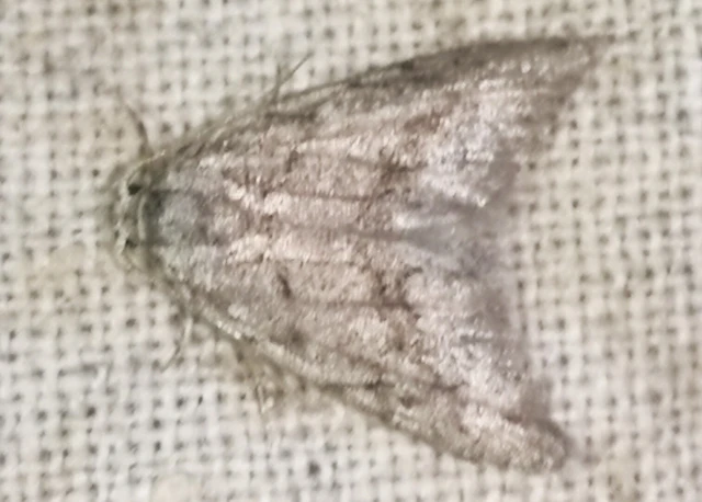 Nola cicatricalis - szürke pamacsosszövő
