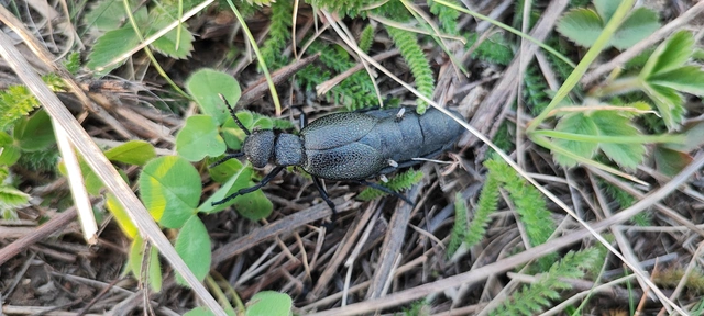 Meloe cicatricosus - óriásnünüke
