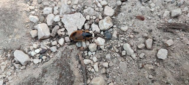 Dendroxena quadrimaculata - négypettyes dögbogár