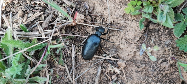 Meloe scabriusculus - érdes nünüke