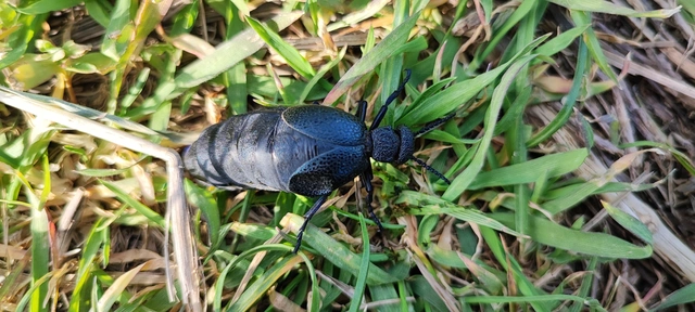 Meloe cicatricosus - óriásnünüke
