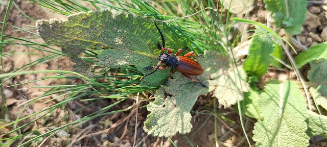 Dorcadion fulvum - barna gyalogcincér