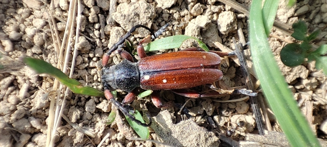 Dorcadion fulvum - barna gyalogcincér