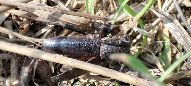 Dorcadion aethiops - fekete gyalogcincér