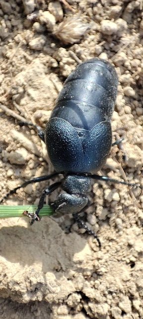 Meloe scabriusculus - érdes nünüke