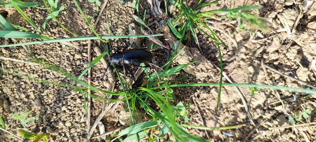 Dorcadion aethiops - fekete gyalogcincér