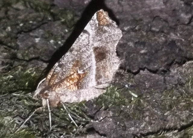 Selenia dentaria - kétfoltos holdasaraszoló