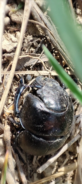 Lethrus apterus - nagyfejű csajkó