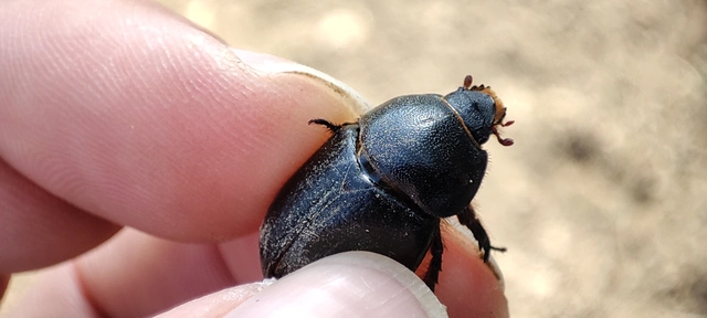 Pentodon idiota - butabogár