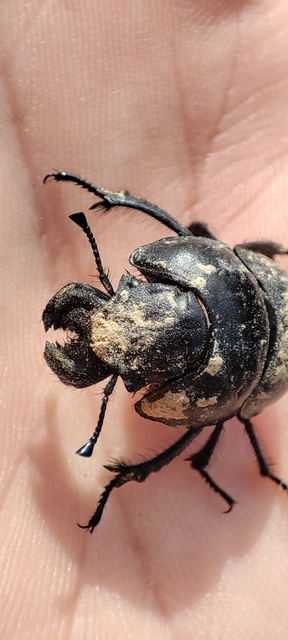 Lethrus apterus - nagyfejű csajkó