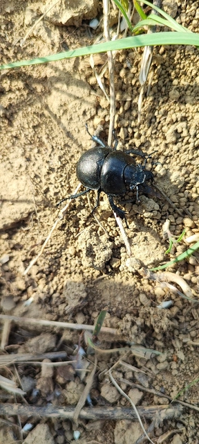 Lethrus apterus - nagyfejű csajkó