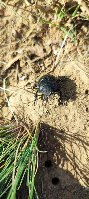 Lethrus apterus - nagyfejű csajkó