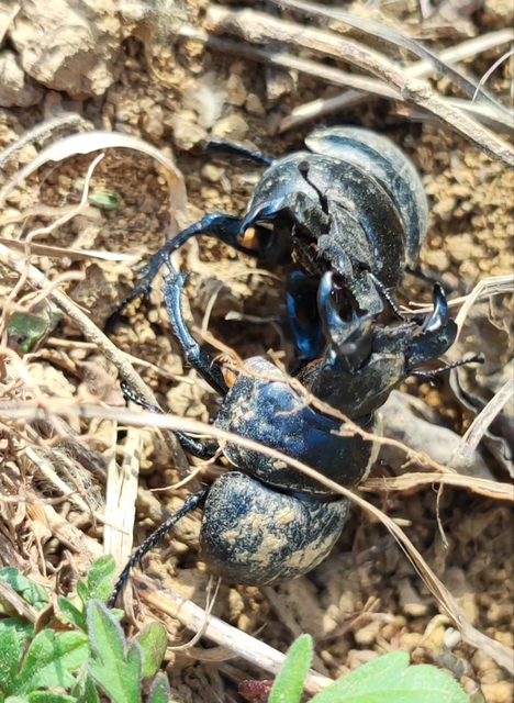 Lethrus apterus - nagyfejű csajkó