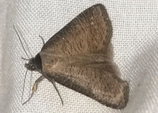 Lygephila procax - fekete csüdfűbagoly