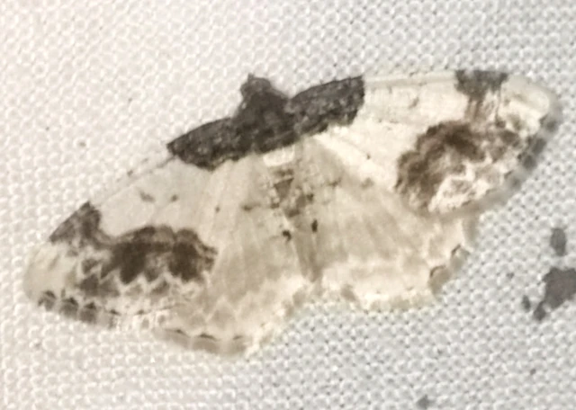 Ligdia adustata - barna levélaraszoló