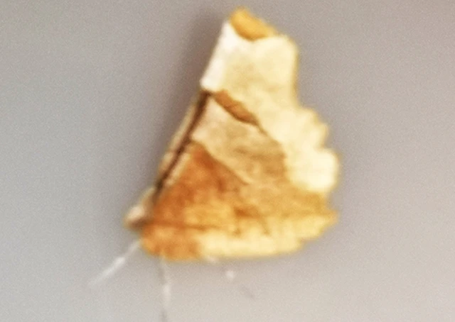 Selenia lunularia - egyfoltos holdasaraszoló