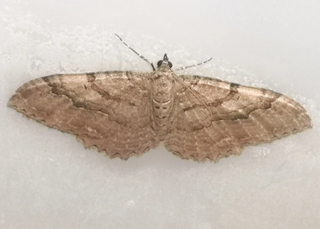 Hydria cervinalis - őzbarna araszoló