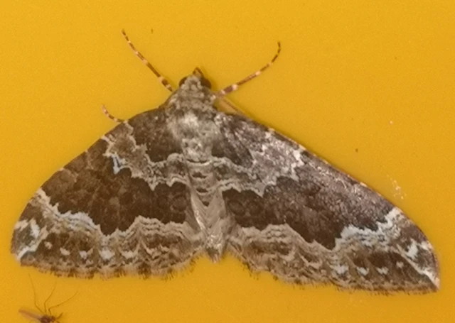 Lampropteryx suffumata - füstös araszoló