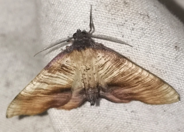Plagodis dolabraria - baltaszárnyú araszoló
