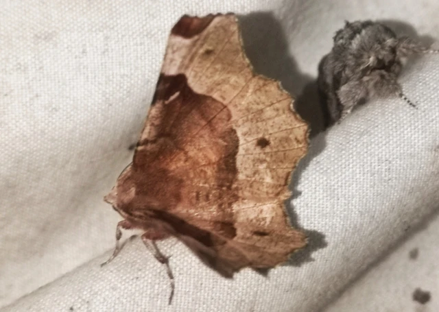 Selenia tetralunaria - négyfoltos holdasaraszoló