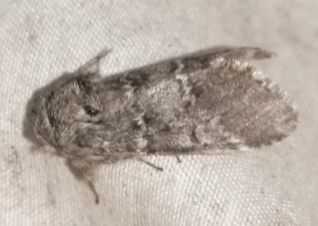 Drymonia ruficornis - cserfa-púposszövő