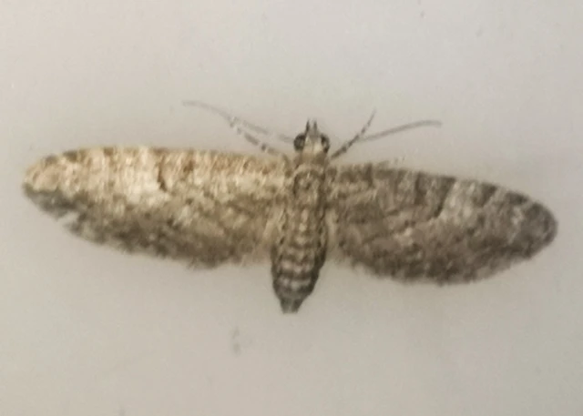 Eupithecia dodoneata - tölgy-törpearaszoló