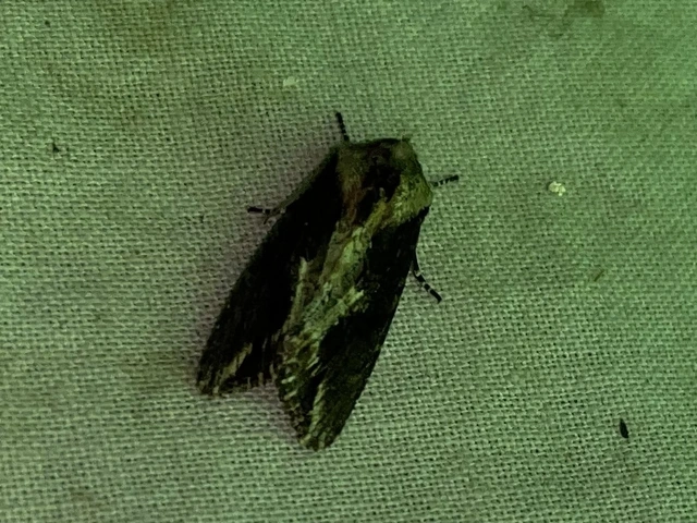 Egira conspicillaris - változékony szürkebagoly