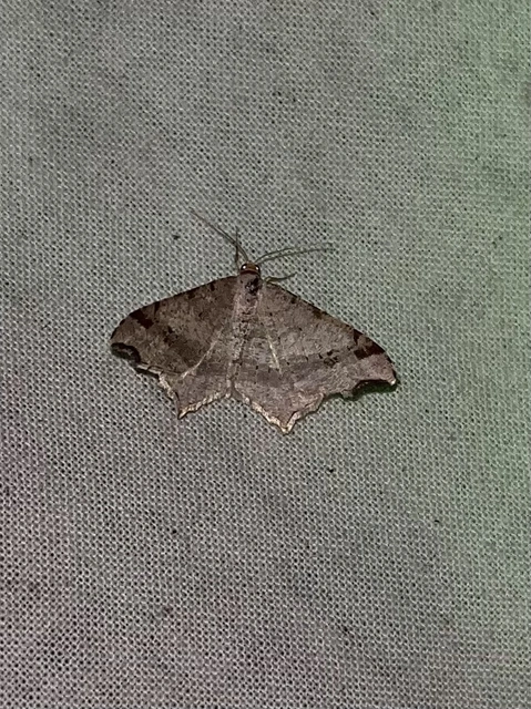 Macaria alternata - közönséges szürkearaszoló