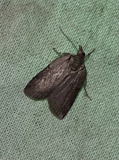 Nycteola asiatica - nyárfa-trapézbagoly