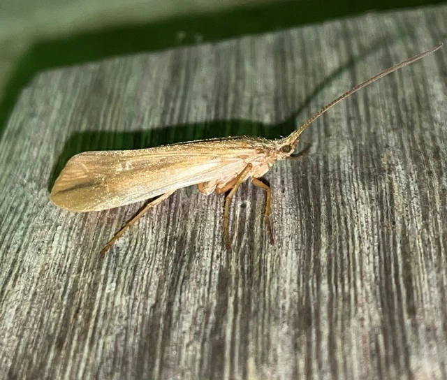 Trichoptera - Tegzesek