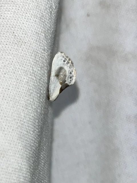 Cilix glaucata - törpe sarlósszövő