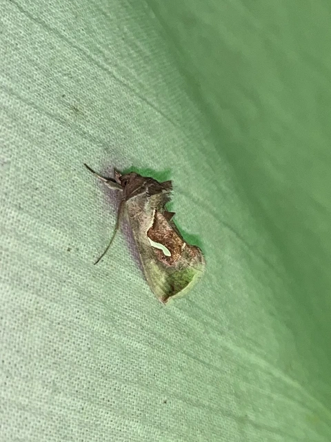 Macdunnoughia confusa - cseppfoltos ezüstbagoly