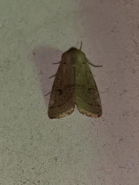 Orthosia cerasi - közepes barkabagoly