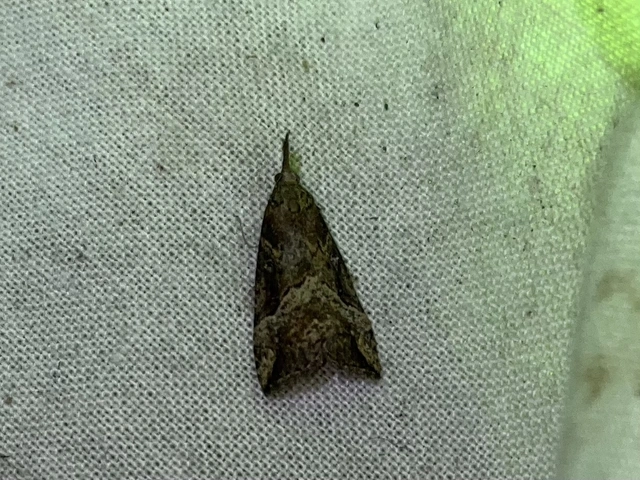 Hypena rostralis - közönséges karcsúbagoly