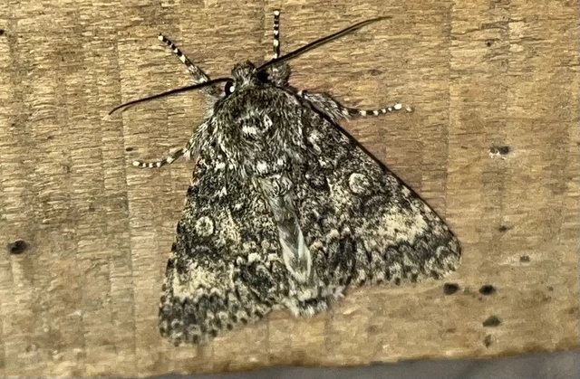 Acronicta megacephala - nagyfejű szigonyosbagoly