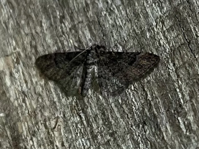 Gymnoscelis rufifasciata - vöröscsíkos törpearaszoló