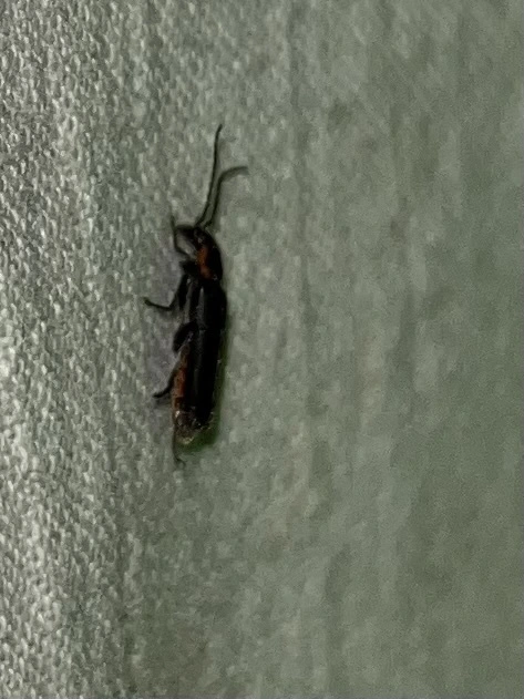 Cantharis