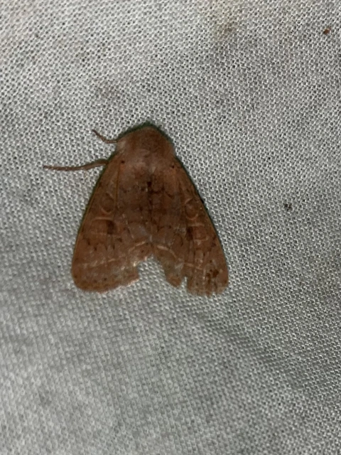 Orthosia cerasi - közepes barkabagoly