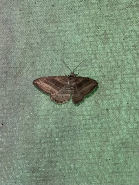 Costaconvexa polygrammata - soksávú araszoló