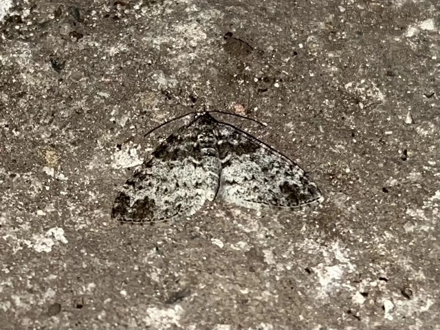 Lobophora halterata - szárnyfüggelékes araszoló
