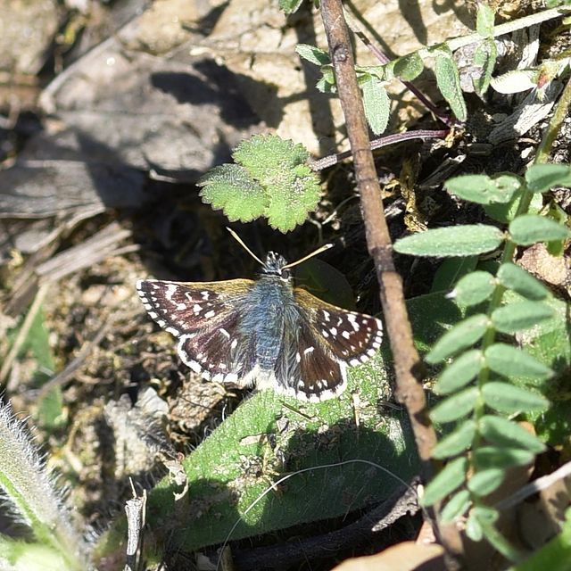 Spialia orbifer - törpe busalepke