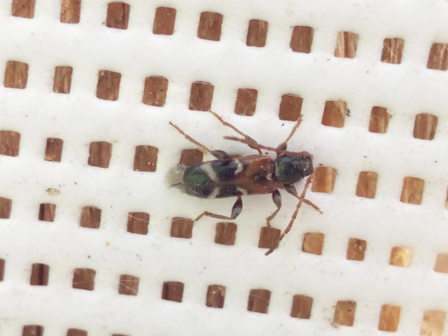 Phymatodes alni - apró háncscincér Phymatodes alni - apró háncscincér