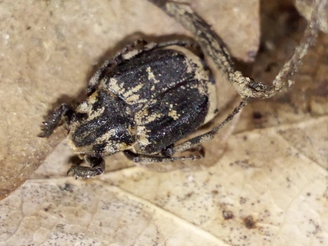 Valgus hemipterus - suta virágbogár