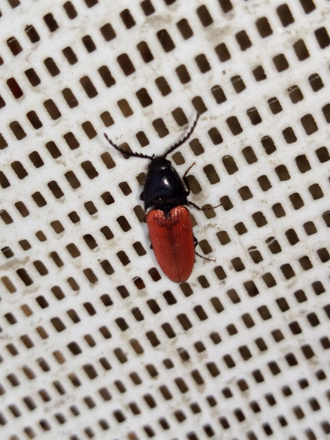 Ampedus