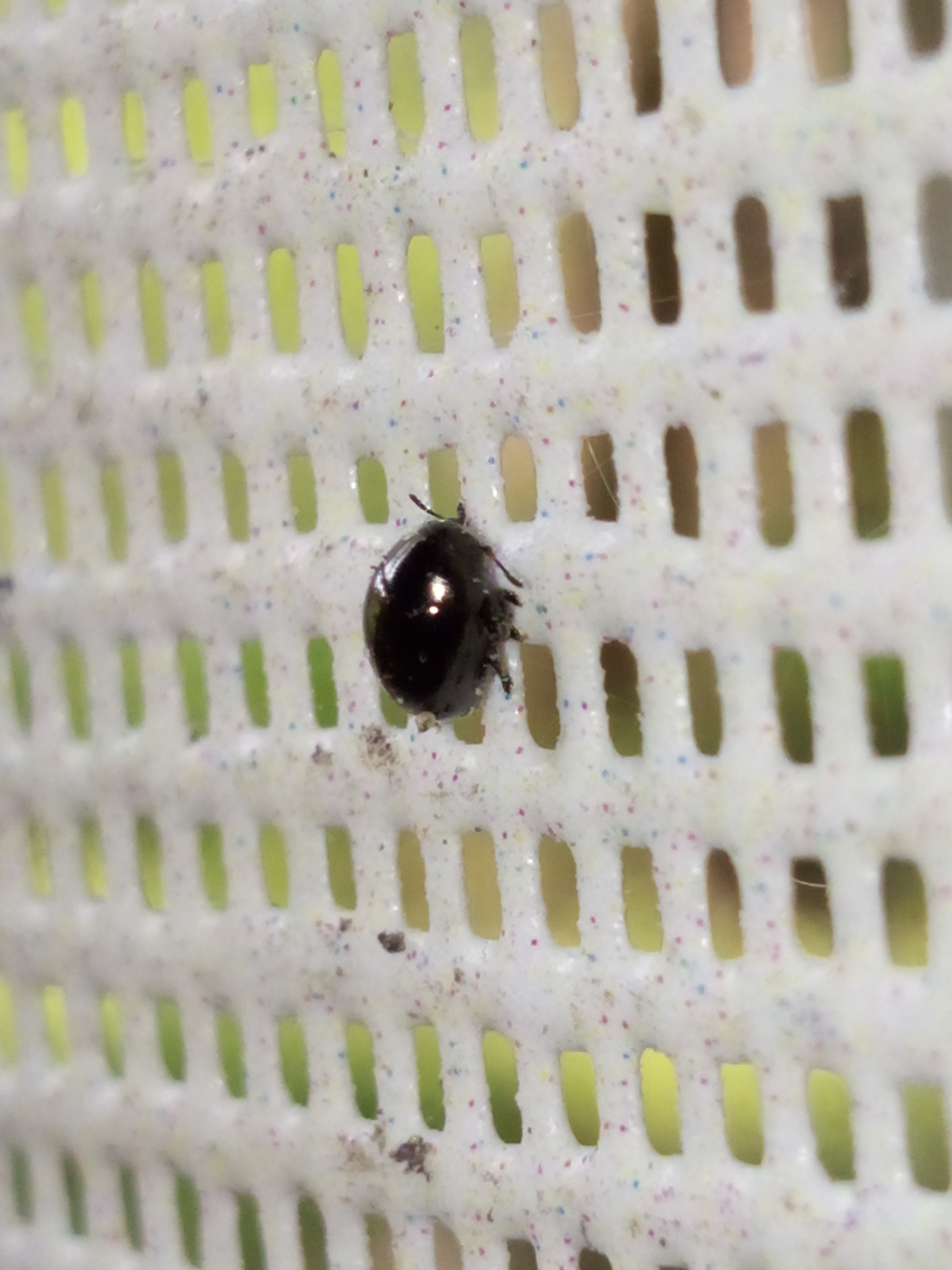 Oomorphus concolor - podagra-gömblevelész