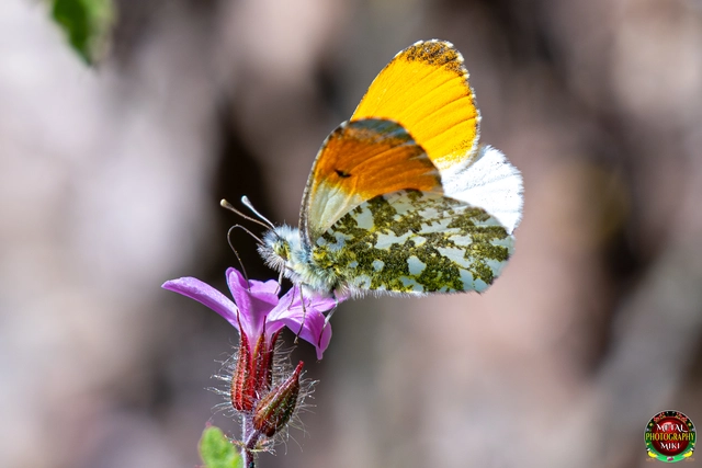 Anthocharis cardamines - hajnalpírlepke