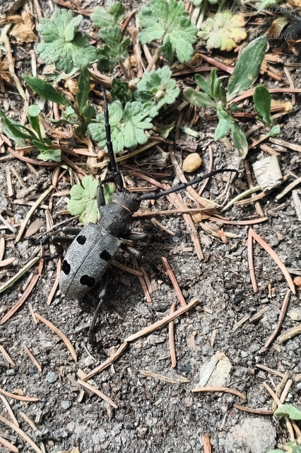 Morimus asper funereus - gyászcincér